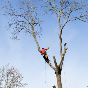 skelet Jaarlijks behuizing Bomen snoeien: advies & werkwijze | Tuinweb.nl